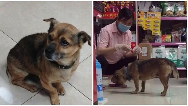 Tak Tahu Majikan Sudah Meninggal Anjing Ini Setia Menunggu 3 Bulan di RS
