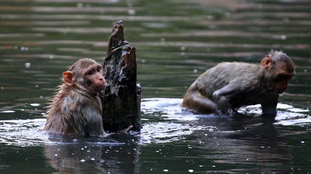 Monyet Jaga Jarak Saat Makan Pisang di Tengah Pandemi Corona India Curi Perhatian